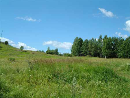vg030713meadow.jpg