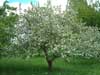 Appletree