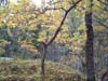 Autumnwood
