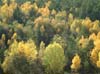 Autumn wood