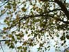 leaves