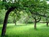 Orchard
