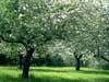 Orchard 2