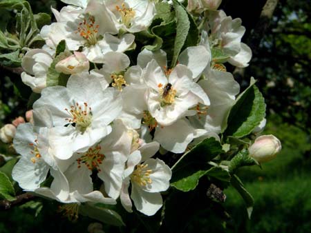 appleblooms