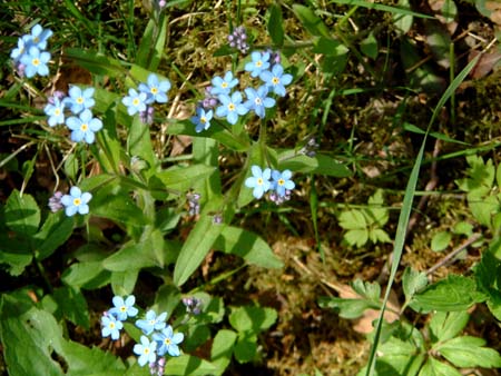 forgetmenots