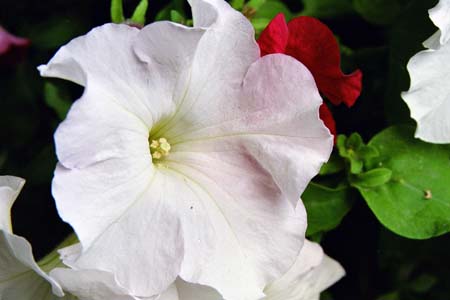 petunia_26