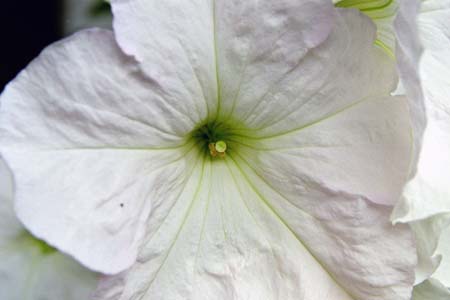petunia_31