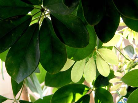 schefflera