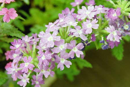 verbena_16