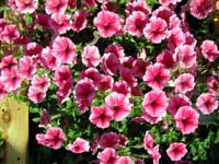 Petunia at balcony, July 2002