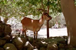 Crete, Samaria Gorge