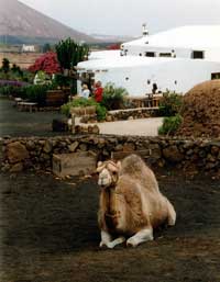 Lanzarote, the countryside, a camel