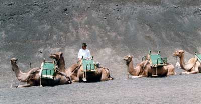 Lanzarote, at Timanfaya, camelstop