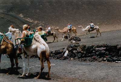 Lanzarote, at Timanfaya, camelstop