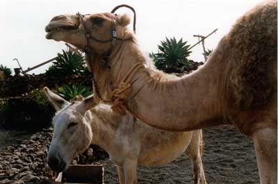 Lanzarote, mule and camel