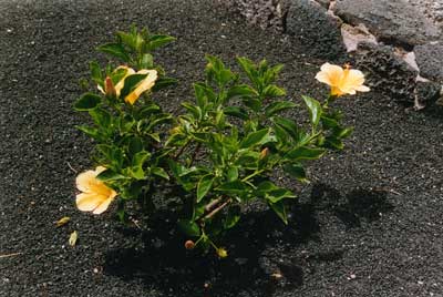 Puerto del Carmen, Lanzarote, hibiscus in lava sand