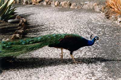 Lanzarote, peacock