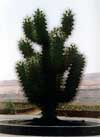 Jardin de Cactus, Lanzarote