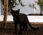 Cat at Cinco Plazas, Puerto del Carmen, Lanzarote