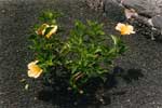 Hibiscus, Lanzarote
