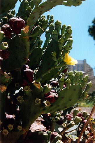 opuntia.jpg