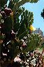 opuntia