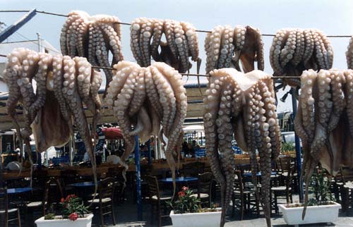 Octopus Meal