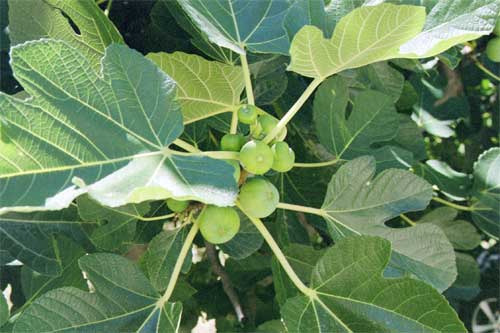 Figtree at  Zalongo, Greece