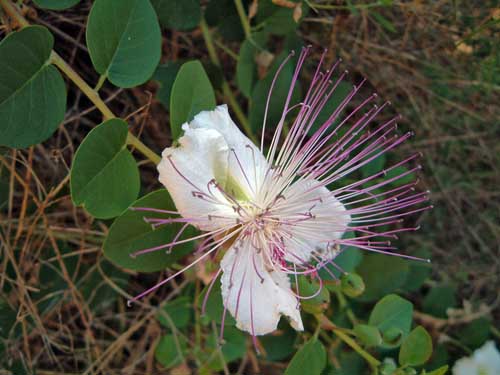 Capers, Parga, Greece