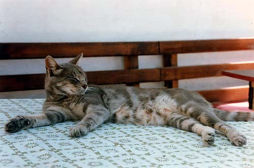 Cat at Samos