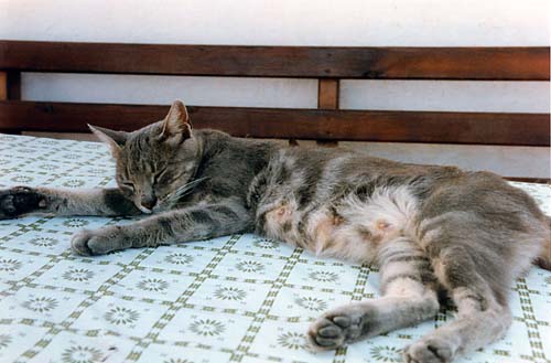 Cat at Samos