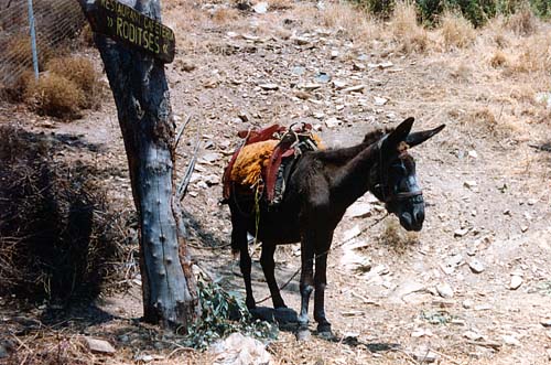 Donkey in Samos Town