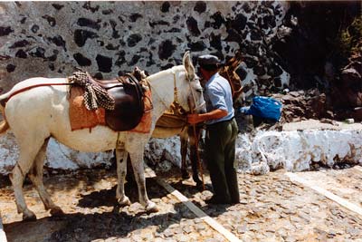 Mule in Santorini