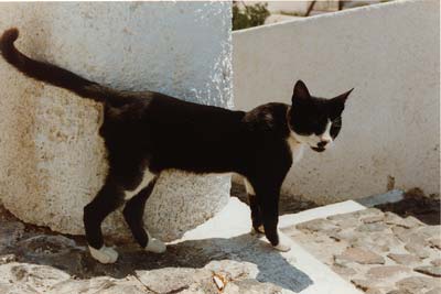 Cat in alley in Santorini town