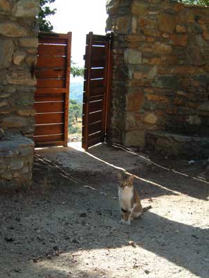 Cat at Charalambos, Skiathos