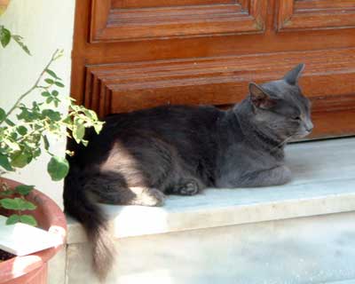 Cat in Skiathos town