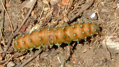 caterpillar at Skiathos