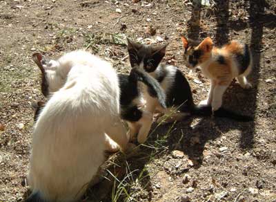 catfamily at Charalambos, Skiathos