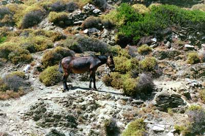 Mule at Kastro