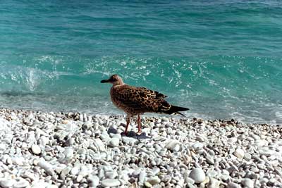 Seagull at Lalaria, Skiathos