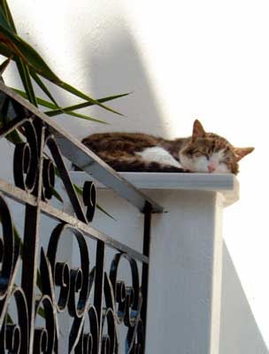 Cat in Skopelos town