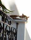 Skopelos town, cat