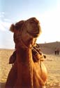 camel