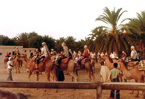 the Sahara desert tour by camel