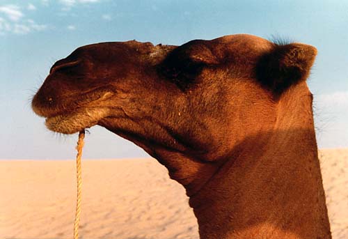 Camel in the Sahara desert