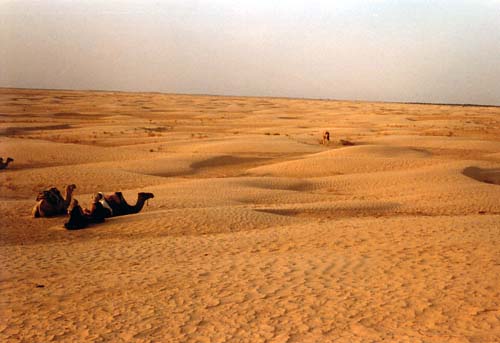 Camels in the Sahara desert