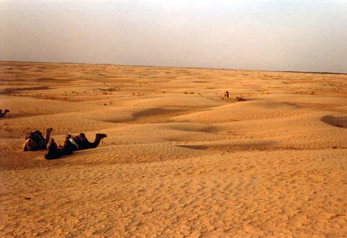 Camels in the Sahara desert