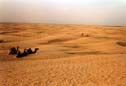 camels in the sahara desert