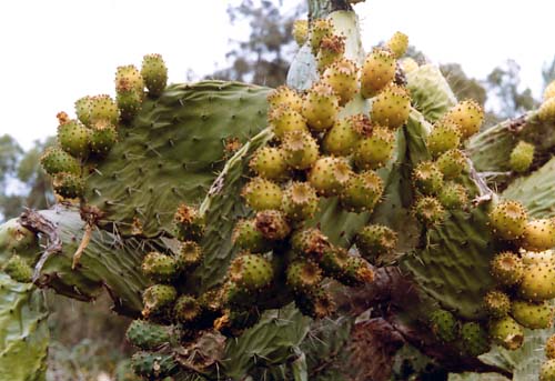 Opuntia