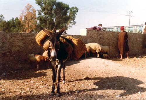 Donkey at the market in Sousse